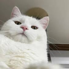 Vino Bastian avatar
